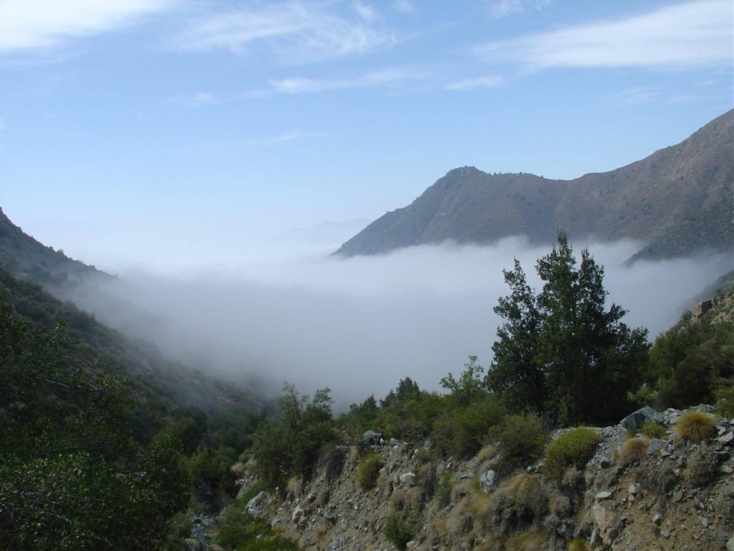 Cipreces entre la niebla Cipreces entre la niebla