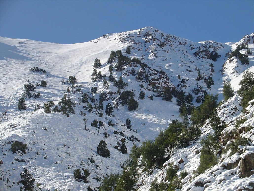 Cipreces nevados Julio 2006 Cipreces nevados Julio 2006
