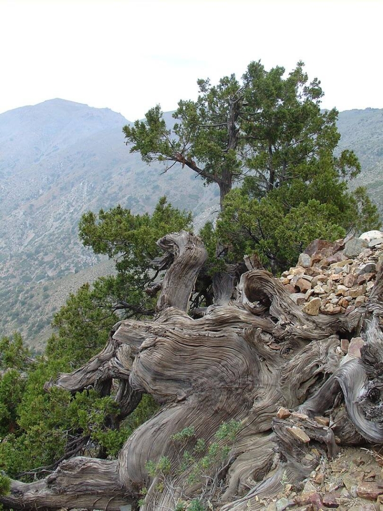 Cipreces con cerro al fondo 2007
