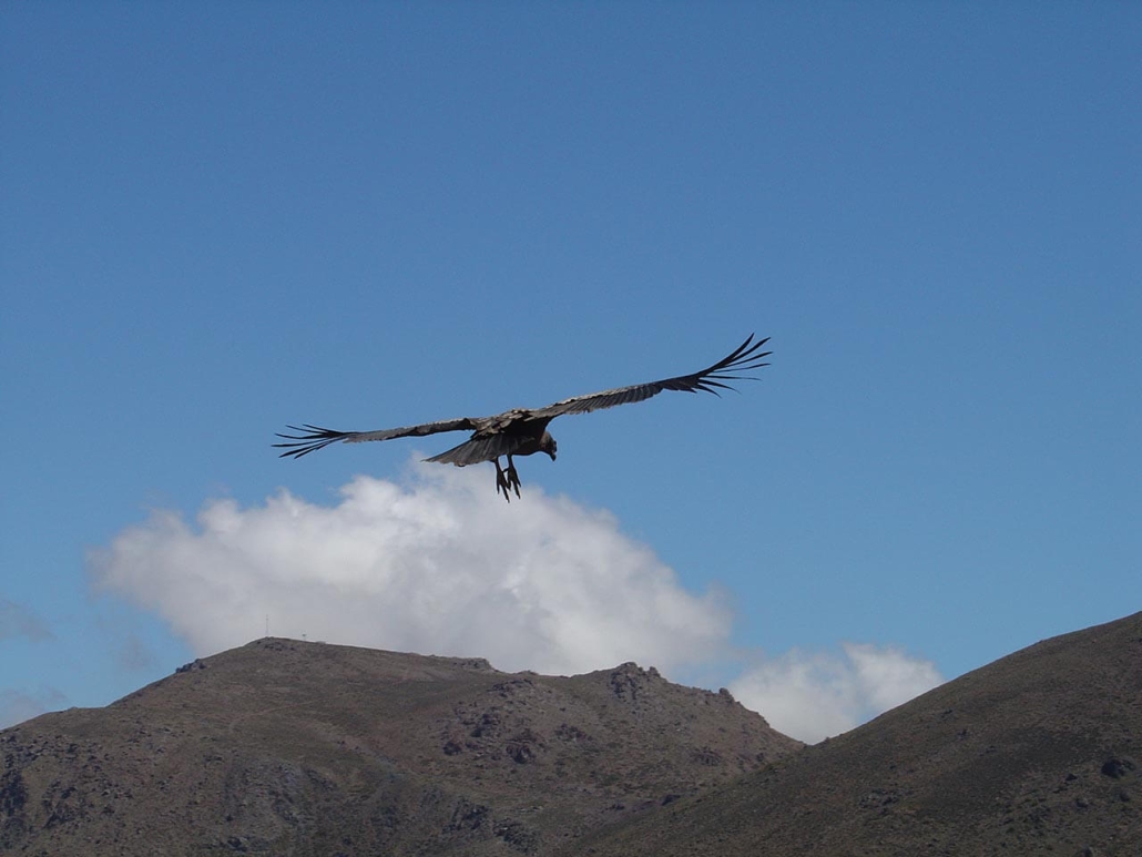 CÃ³ndor planeando sobre las cumbres octubre 2007