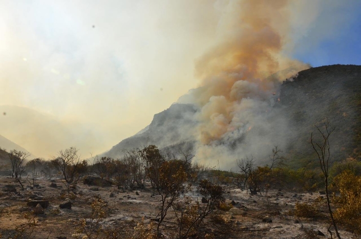 Especies quemadas Incendio 2016