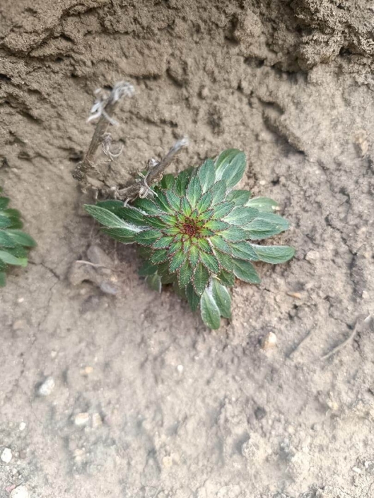 Viola subandina