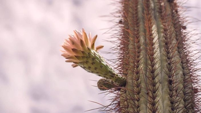 Cactus florido Â©F.Marin 2024
