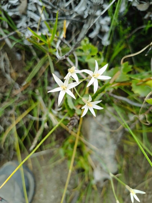 Huilli (Leucocoryne sp.) 2024