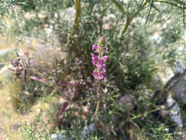 Hierba santa (Stachys grandidentata)