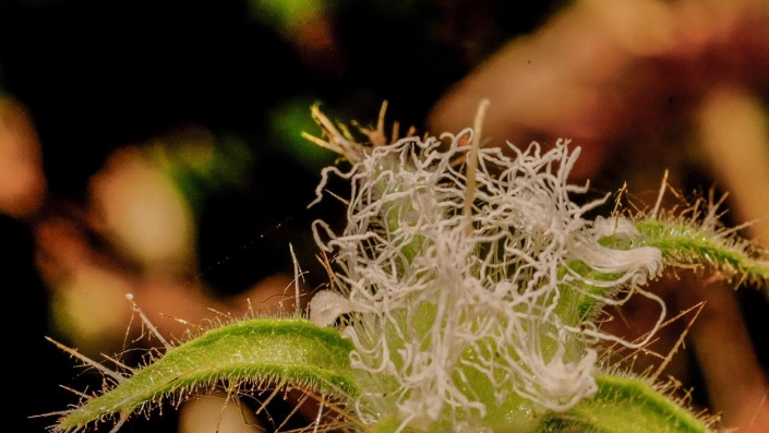 Flor de la plumilla (Trichopetalum plumosum) Â©F.Marin 2024