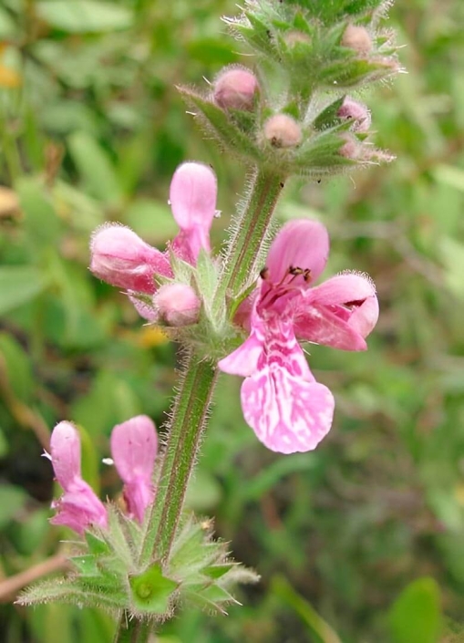 ReseÃ±a sobre flora y vegetacion de la Serrania El Asiento Â©SAG 2013