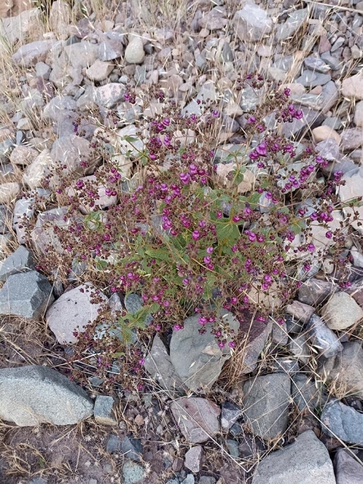 Capachito o voquita de vieja (Calceolaria purpurea)