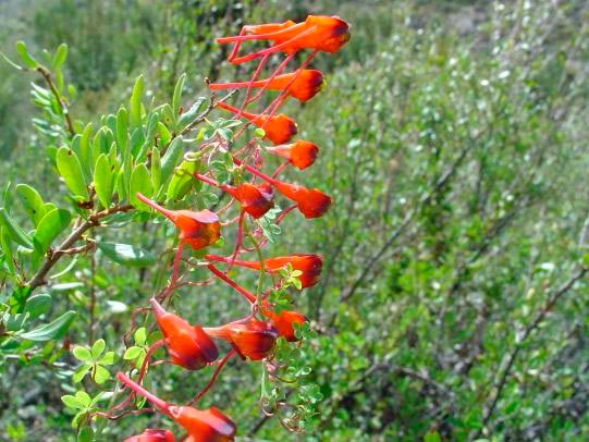 Soldadito (Tropaeolum tricolor)