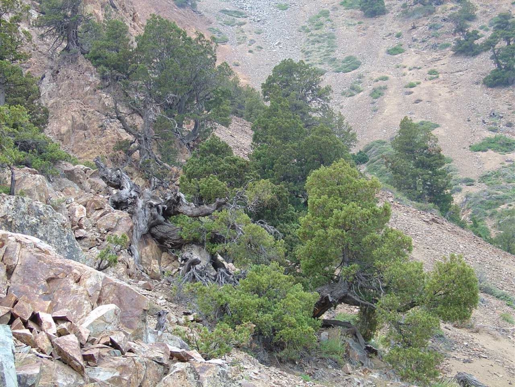 Cipreces en la ladera sur Cipreces en la ladera sur