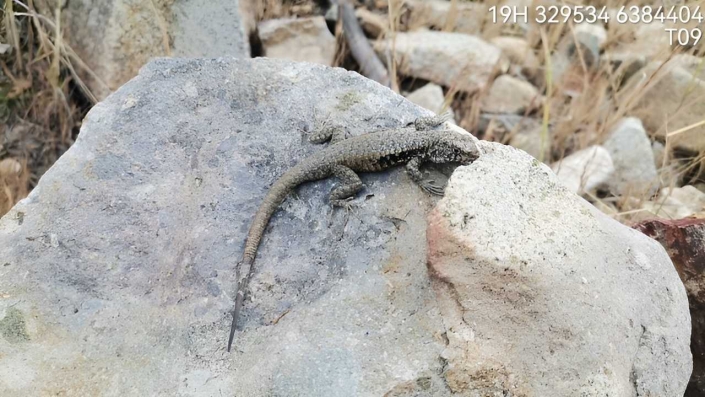 Lagartija de los montes (liolaemus monticola) Â©Biotas 2024