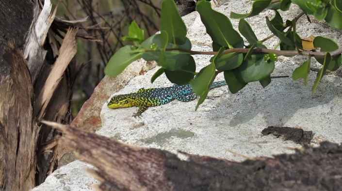 Lagartija esbelta (liolaemus tenuis) Â©Biotas 2024