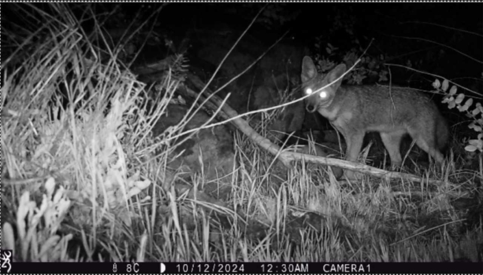 Zorro chilla (lycalopex griseus) Â©Biotas 2024